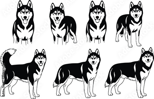 Silhouette of Siberian Huskies in various poses including front and side views for pet, breed, animal, and dog illustration