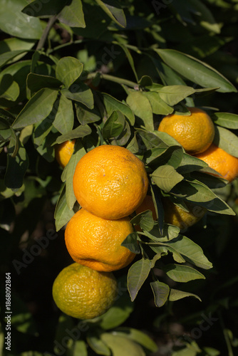 Close-up of ripe tangerines...