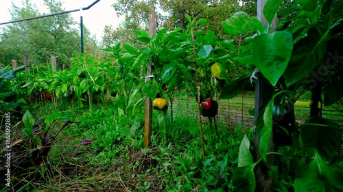 Wallpaper Mural Mowing camera closer toward maturing yellow bell pepper growing next to red peppers tangled to wooden poles Torontodigital.ca