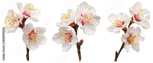 apricot blossoms on white background, spring flowers