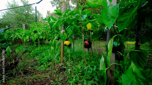 Wallpaper Mural Maturing yellow and red bell peppers hanging from plants tangled to wooden poles while growing in organic vegetable garden Torontodigital.ca