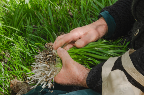 to collect wild onions or garlic, allium ursínum, for cooking or pickling