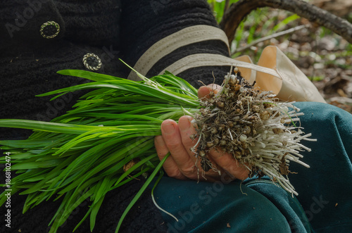 to collect wild onions or garlic, allium ursínum, for cooking or pickling