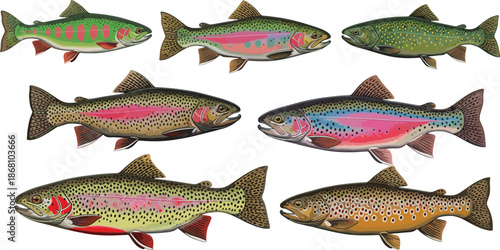 Colorful Trout Species Vector Set with Detailed Patterns Freshwater Fish Wildlife Illustration Collection