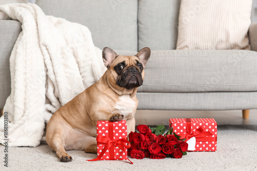 Cute French bulldog with ro...