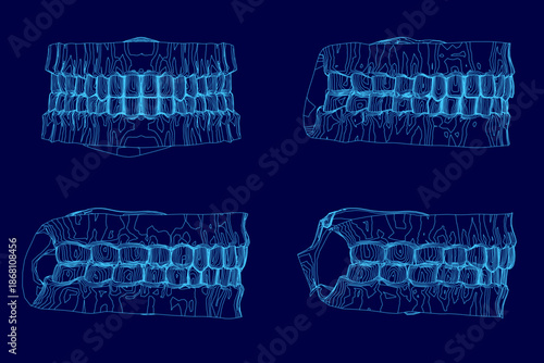 Four types of human teeth are illustrated in detailed contour on a clean blue background, highlighting their distinct anatomical shapes and positions.