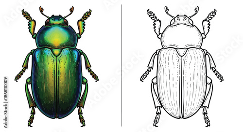 Realistic Beetle Insect Coloring Page Detailed Line Art Illustration for Nature Study