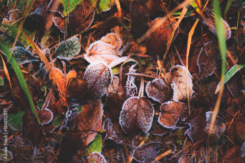 Late autumn foliage with frost