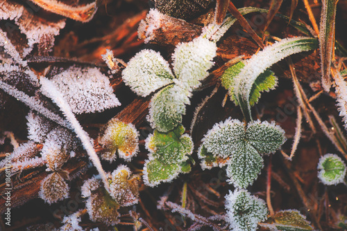 Morning frost on leaves