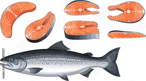 Salmon Fish and Steak Vector Set with Fresh Seafood Cuts Detailed Marine Food Illustration Collection