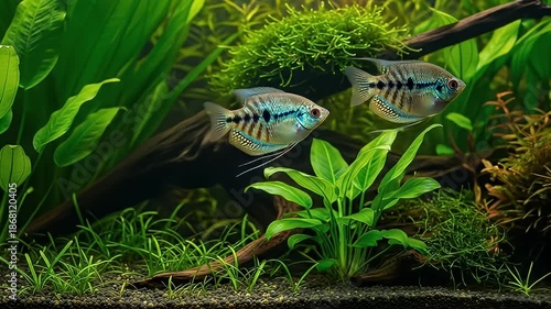 Two Blue Fish Swim Gracefully Through Lush Green Aquatic Plants in a Sunlit Aquarium Tank with Dark Sand Substrate and Natural Wood Decorations