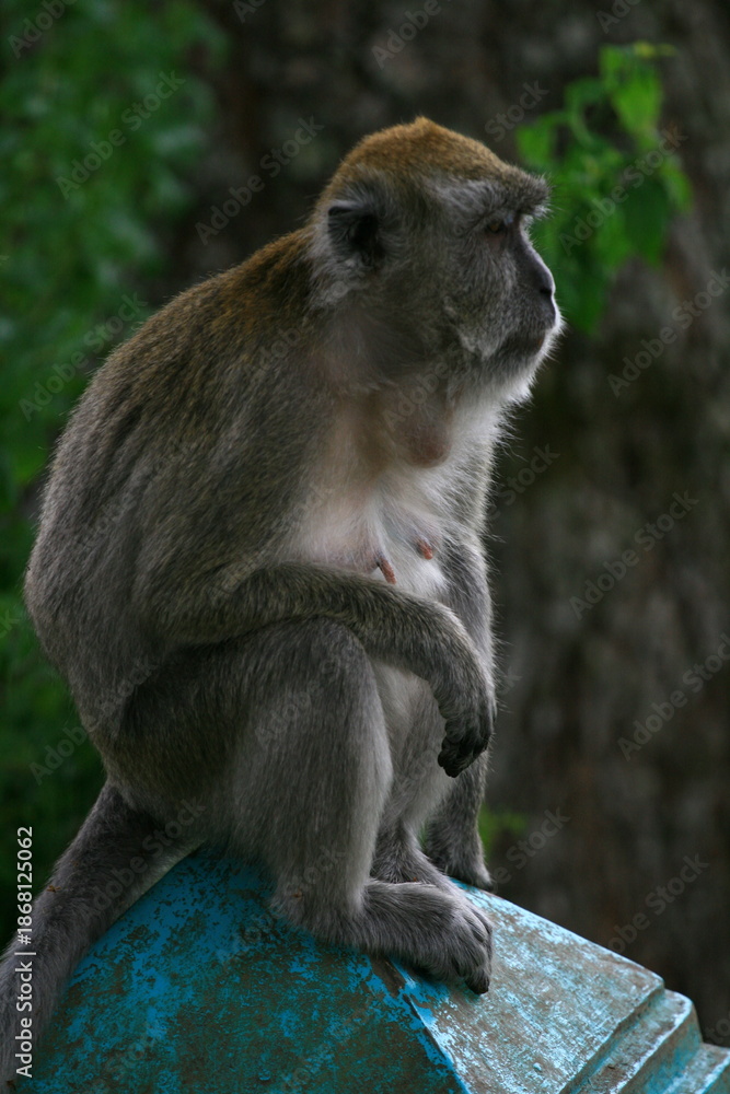 Obraz premium Long tailed monkey (Macaca fascicularis) at Ngarai Sianok, West Sumatra, Indonesia.