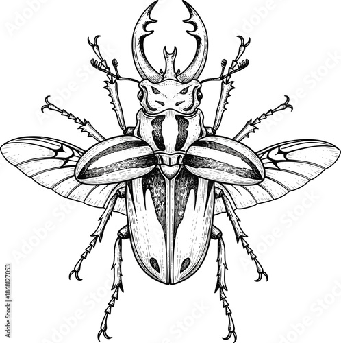 Stag beetle with extended wings, detailed black and white insect illustration, symmetrical vector design