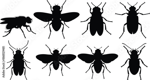 Black silhouettes of various insects on white background flies beetles