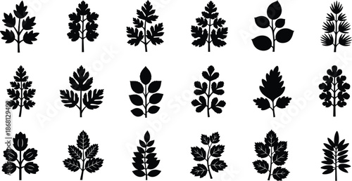 Black silhouettes of various leaves on white background leaf