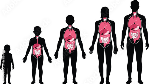 Human anatomy comparison showing internal organs from infant to male and female human body