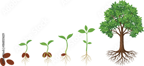 Stages of plant growth from seed to tree with roots plant growth stages seed germination
