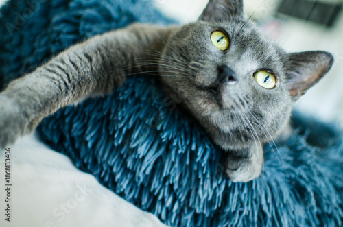 Watchful gray cat lounging on plush bed with piercing look