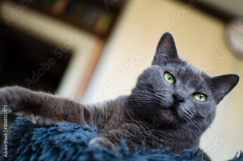 Peaceful gray cat resting in comfortable home interior
