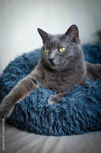 Gray cat resting on soft blue pet bed indoors