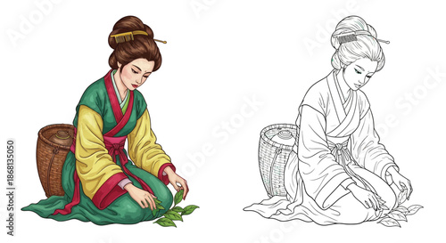 Japanese Women Harvesting Fresh Green Tea Leaves in Field Colored and Sketch Illustration