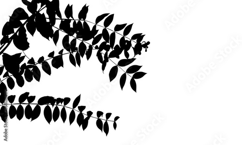 Minimalist black leaf branch silhouette on a pure white background. Elegant horizontal botanical illustration for website banners, graphic design templates, and modern nature-themed decor.