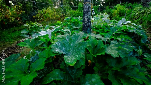 Wallpaper Mural Close up of lot of Powdery Mildew on zucchini leaf and moving camera slightly away showing whole plant catching fungi while growing by the end of gardening season Torontodigital.ca