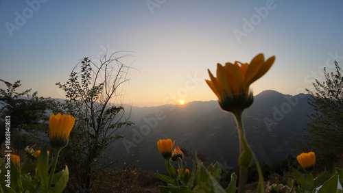 Beautiful Evening Landscape Featuring Wild Flowers Silhouetted against a Hilly Horizon under the Soft Warm Glow of a Setting Sun