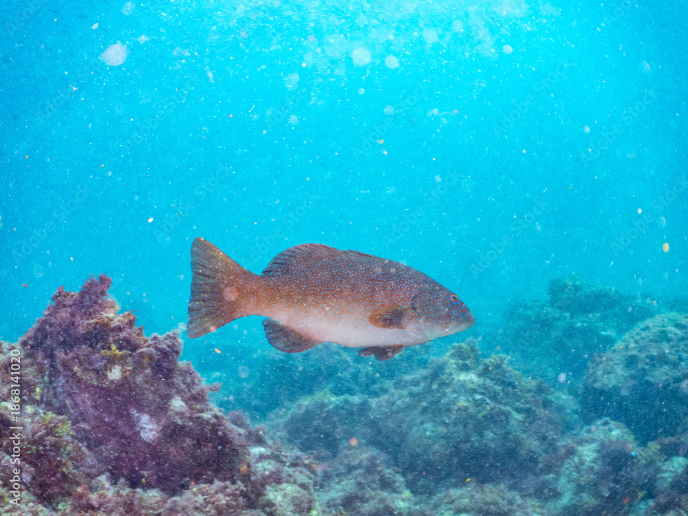 Fototapeta premium スジアラ, ハタ科, Red-spotted rockcod, Blue spotted grouper, Plectropomus leopardus, 他。 ヒリゾ浜南伊豆町中木 静岡県伊豆半島-2025 日本有数のシュノーケリングスポット。 夏の数カ月間だけ渡し船で行ける。 水質透明度魚影が素晴らしい。 
