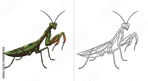 Praying Mantis Comparison Featuring Realistic Colored Illustration and Line Art Drawing