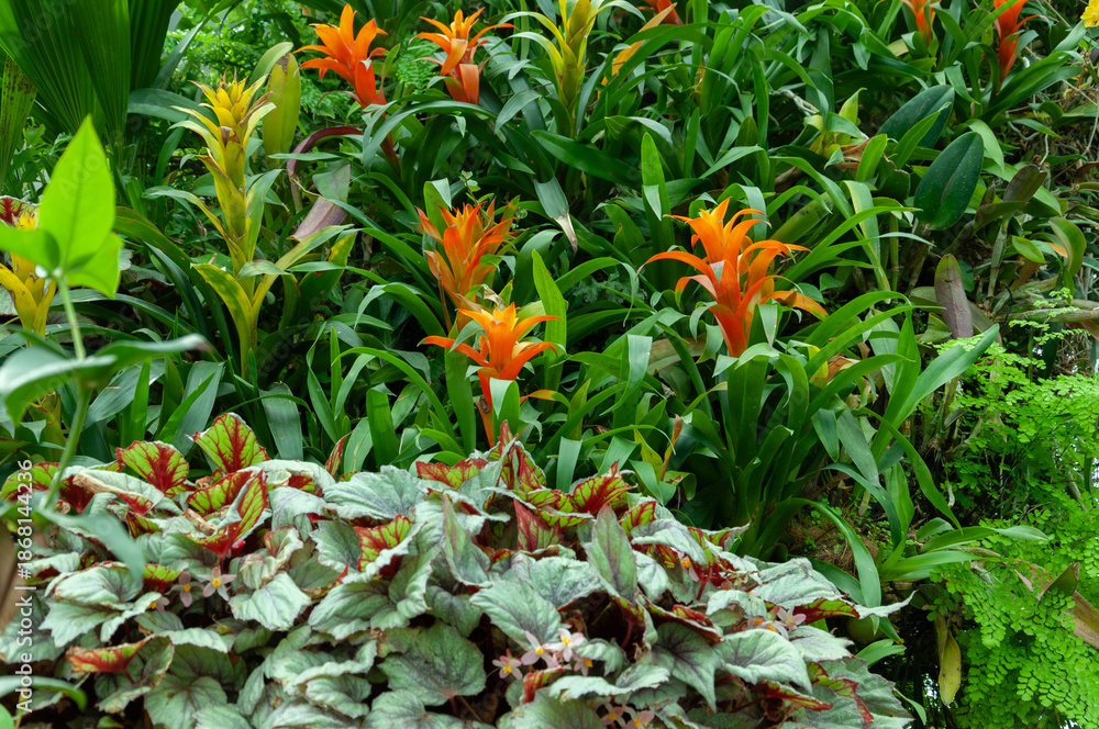 Fototapeta premium Tropical vegetation photo with bright orange bromeliad flowers among dense green leaves. The image shows layered plants and strong color contrast.