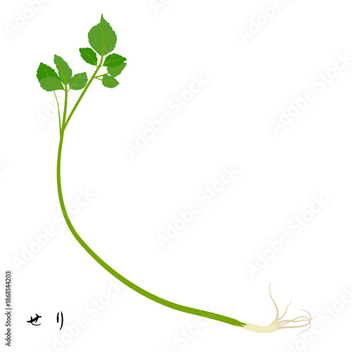 春の七草のせりのイラスト