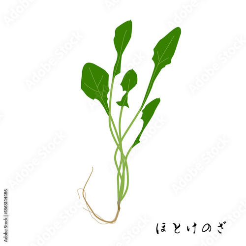 春の七草のほとけのざのイラスト