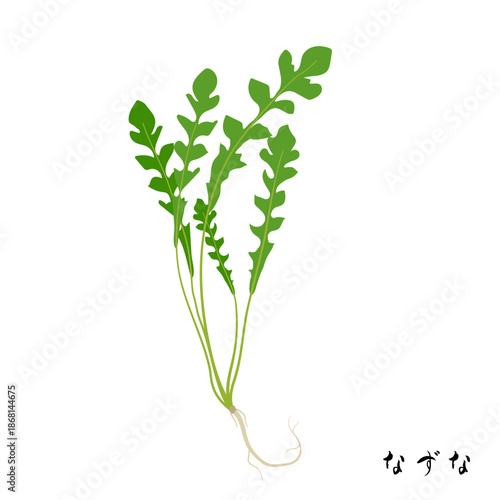 春の七草のなずなのイラスト