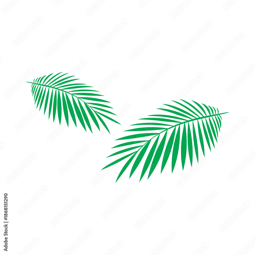 Obraz premium Fresh two green coconut leaves facing each other