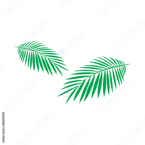 Fresh two green coconut leaves facing each other
