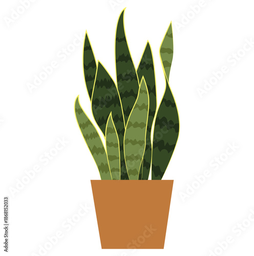 Snake plant houseplant in a simple terracotta pot isolated on white background