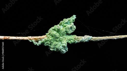Wallpaper Mural Green lichen growing on tree branch with spider web Torontodigital.ca