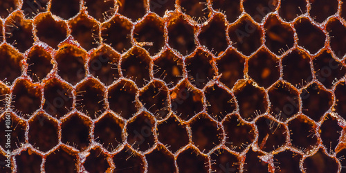 Wallpaper Mural Honeycomb structure showing hexagonal pattern and intricate texture Torontodigital.ca