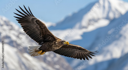 Majestic White-tailed Eagle Soaring Mountains