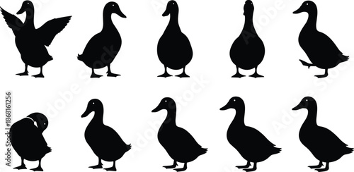 Duck silhouettes set, black duck poses collection, waterfowl animal shapes, bird outline icons, isolated vector style illustration