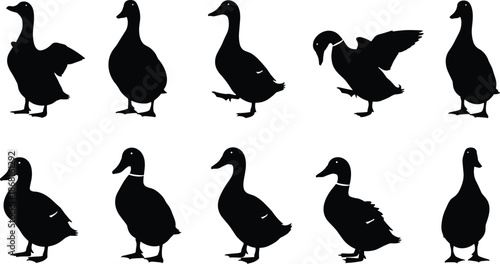 Duck silhouettes set, black duck poses, waterfowl outline collection, animal shape icons, wildlife design elements isolated on white