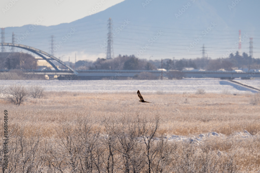 Φωτογραφία 草原の猛禽チュウヒ！
日本では絶滅危惧種で、限られた地域のヨシ原などのみで生息している。　
