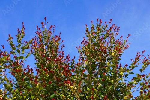Lilly Pilly, or Syzygium, Big Red, branches with red and green leaves