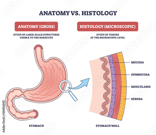 Anatomy vs histology comparison shows the stomach in gross view and a close-up of its wall layers, key objects, stomach, magnifying glass, labeled mucosa to serosa. Outline diagram