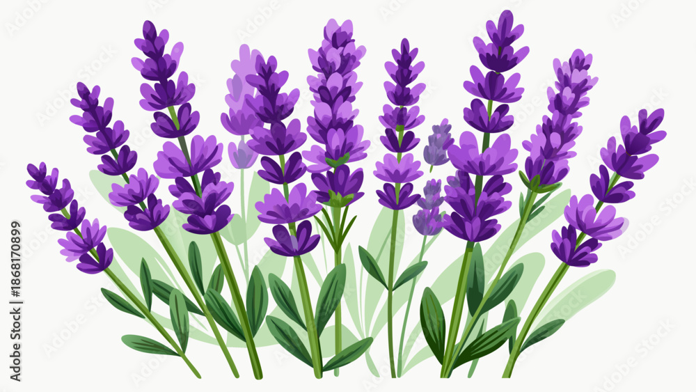 Obraz premium Very beautiful lavender flowers isolated on a white background, emphasizing elegant purple tones and botanical purity, ideal for minimalist designs, wellness branding, and floral visual projects.