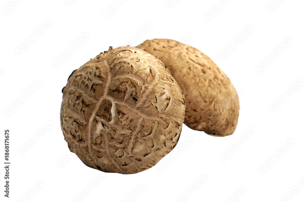 Fototapeta premium Fresh shiitake mushrooms on a white background. 