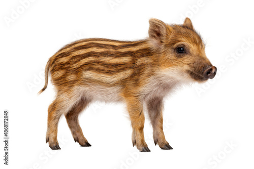 young wild boar piglet standing in side view, showing distinctive light brown fur with natural striped markings. The animal is isolated on a clean white background with soft studio lighting, highlight