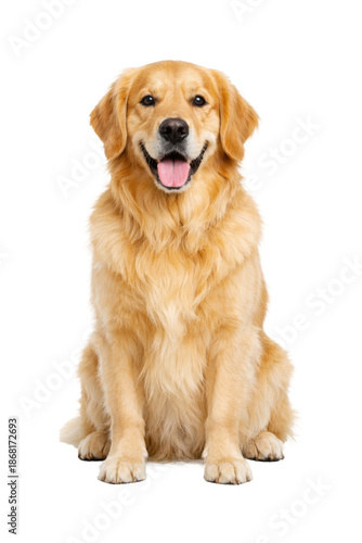 Happy adult Golden Retriever dog sitting and smiling, full body portrait isolated on white background, friendly pet with golden fur and cheerful expression.
