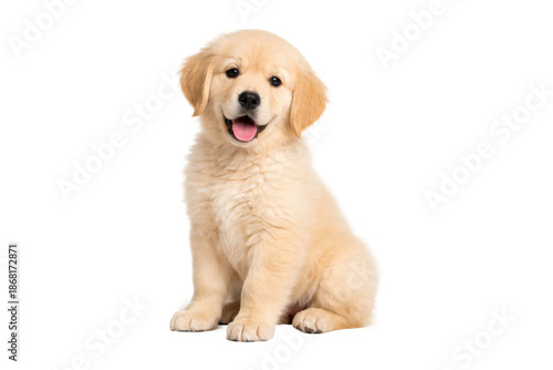 Fotografie Cute golden retriever puppy sitting happily, isolated on a white background with a clean cut-out style, cheerful expression and soft fur, ideal for pet, animal, and family-related concepts